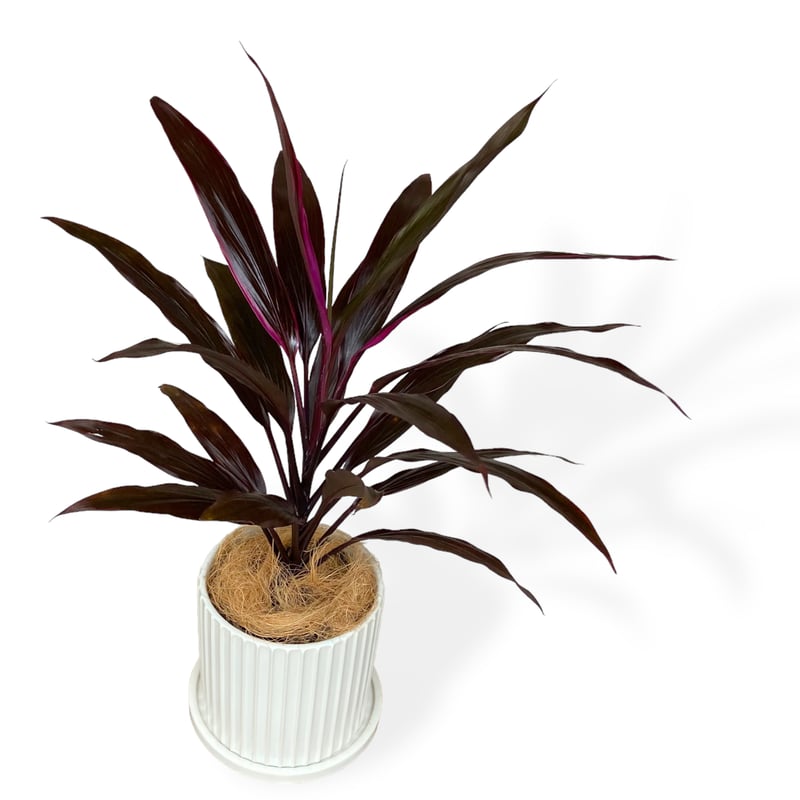 観葉植物(陶器)鉢付きコルジリネ・アイチアカ コルジリネ アイチアカ 7号 - メルカリ