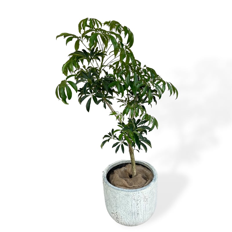 お届け地域限定】シェフレラ コンパクタ Schefflera arboricola Comp