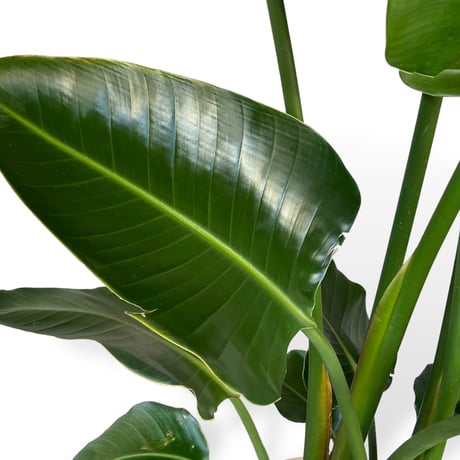【お届け地域限定】オーガスタ　Strelitzia ”Nicorai”