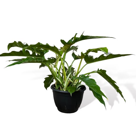 フィロデンドロン　ナロー　 Philodendron "Narrow"