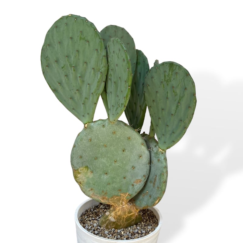 ウチワサボテン ロブスタ(大丸盆) Opuntia robusta | C STORE C