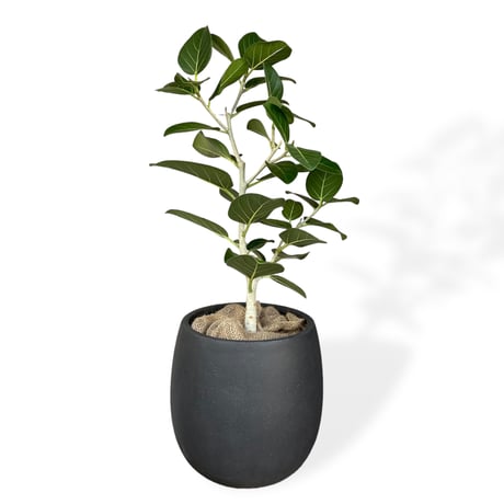 フィカス　ベンガレンシス　Ficus benghalensis