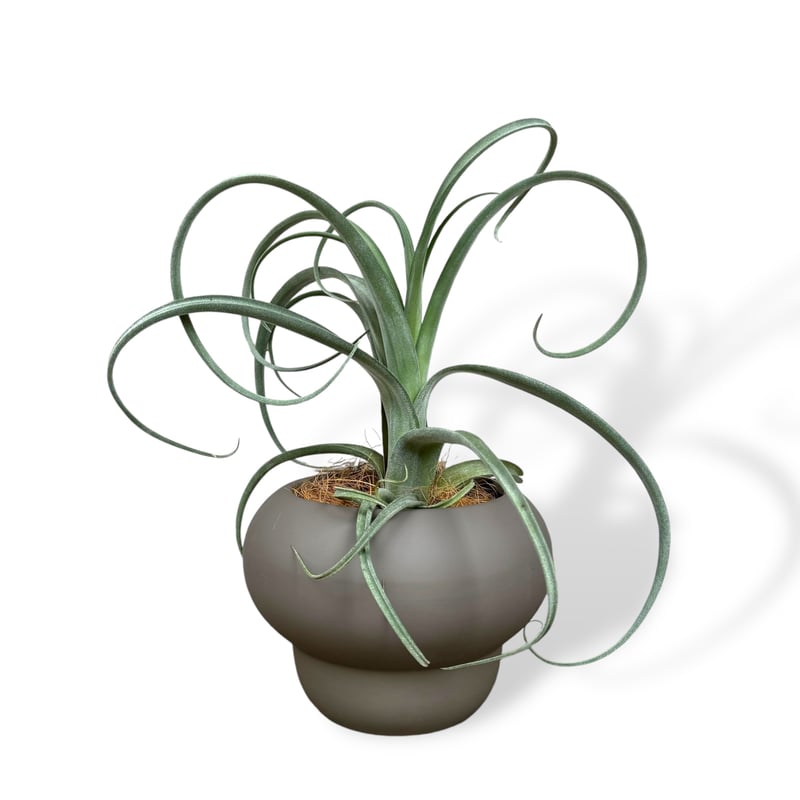 チランジア カーリースリム | C STORE C