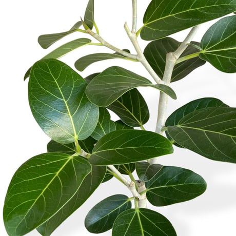 フィカス　ベンガレンシス　Ficus benghalensis