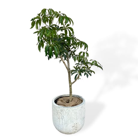 【お届け地域限定】シェフレラ　コンパクタ　Schefflera arboricola Compacta