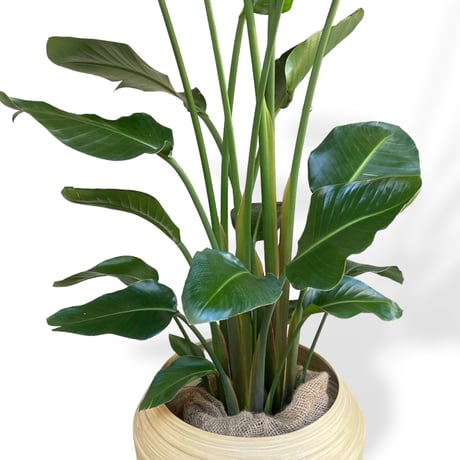 【お届け地域限定】オーガスタ　Strelitzia ”Nicorai”