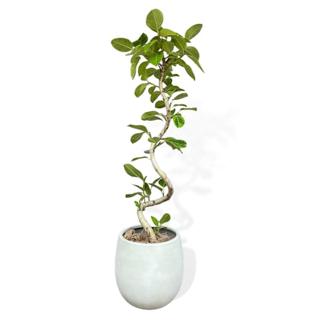 【お届け可能地域】フィカス アルテシマ　Ficus ”Altissima"