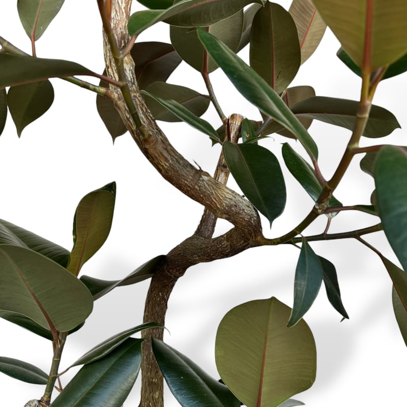 フィカス　バーガンディ　11 お届け地域限定】フィカス バーガンディー | C STORE C