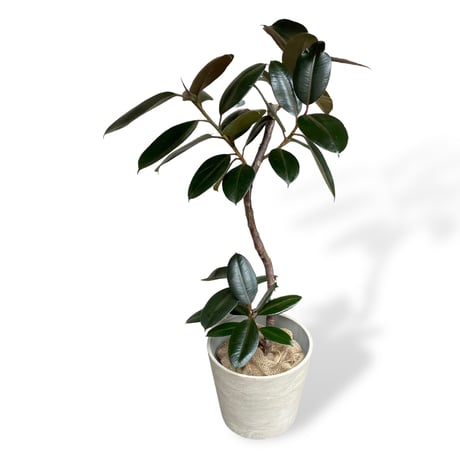 フィカス　バーガンディー　Ficus elastica ”Burgundy”