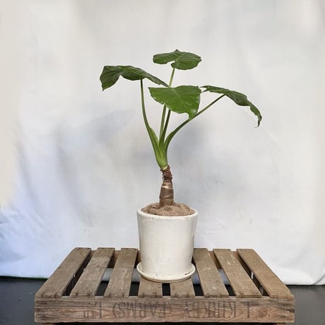 クワズイモ　POT付