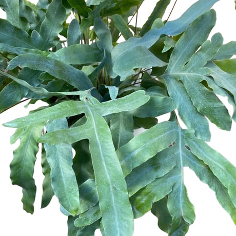 フレポディウム　オーレム　ブルースター　Phlebodium aureum  "Blue Star"
