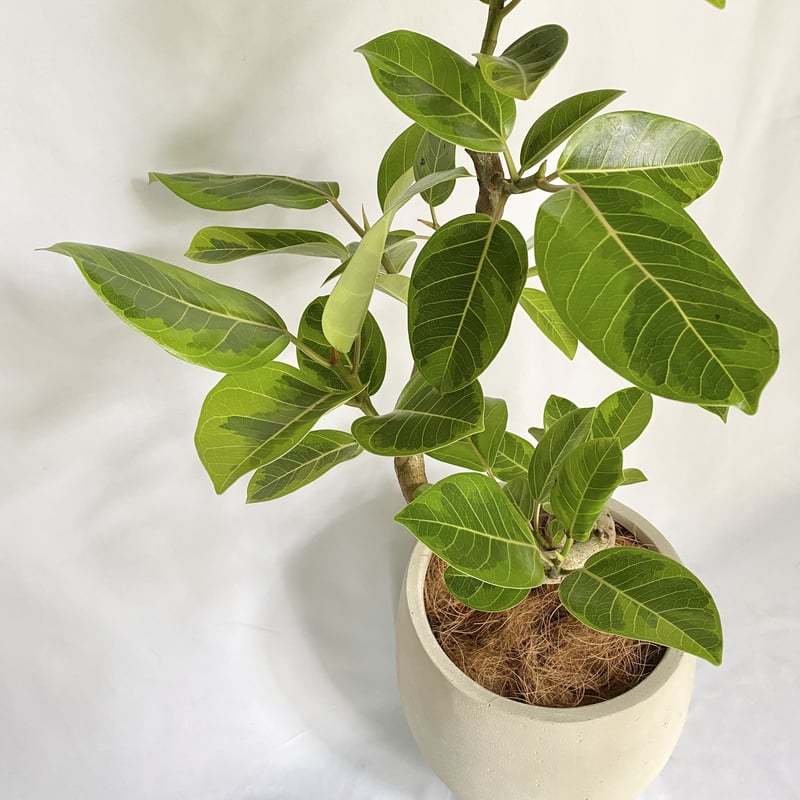 アクタス フィカス アルテシマ　プラントカバーセット（平塚市 引き取り限定） アクタス フィカス アルテシマ プラントカバーセット（平塚市 引き取り