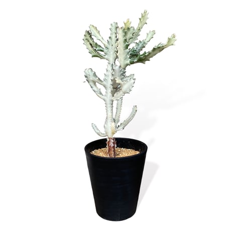 ユーフォルビア　ホワイトゴースト　　Euphorbia lactea "White Ghost"