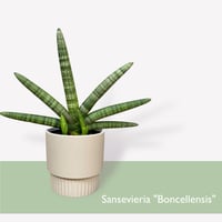 サンスベリア　ボンセレンシス　Sansevieria ”Boncellensis”