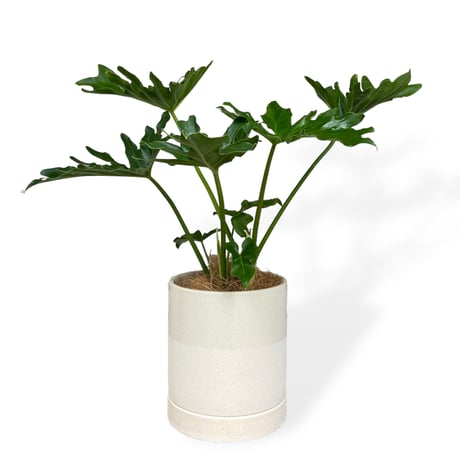 フィロデンドロン　セローム　Philodendron ”Selloum”