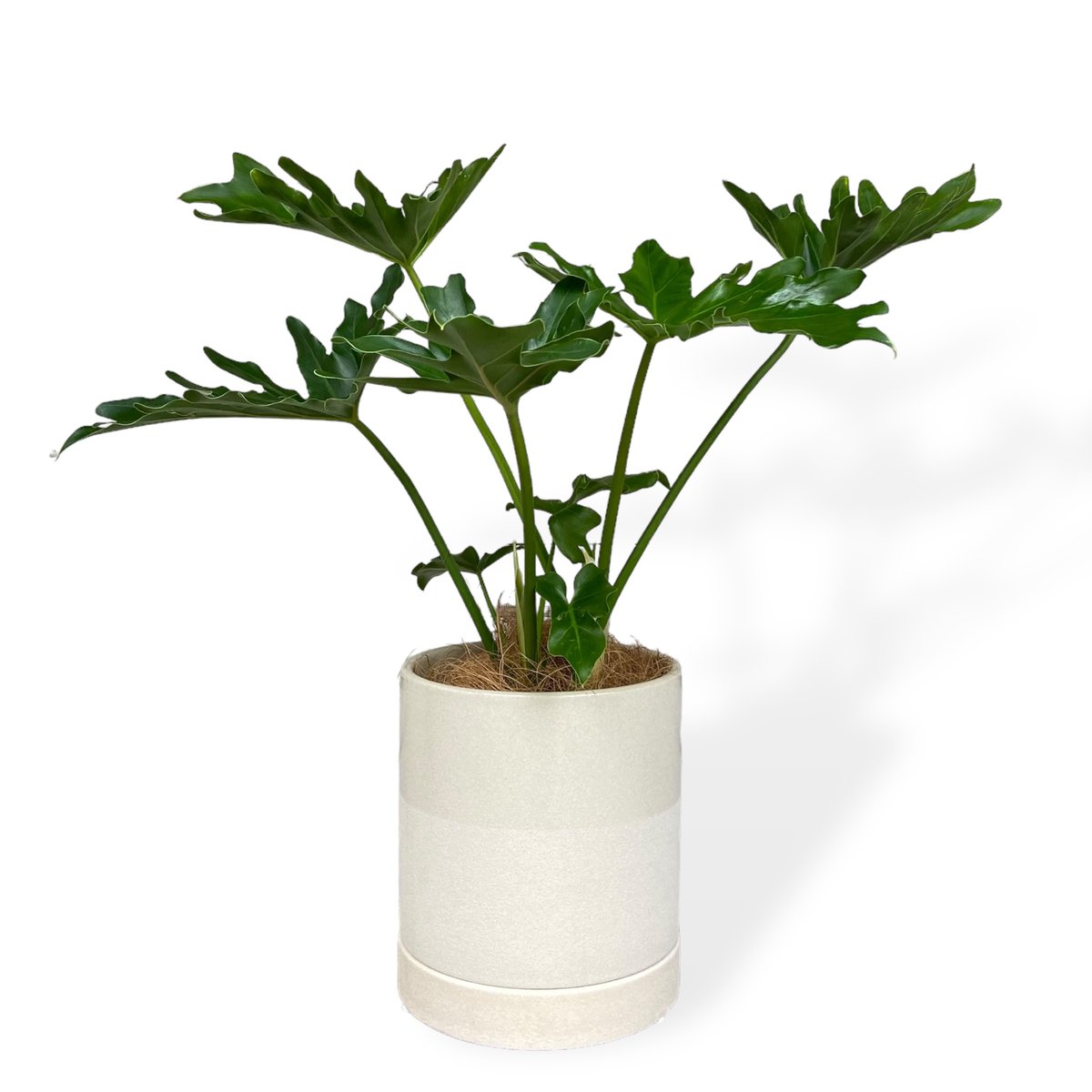 フィロデンドロン セローム Philodendron ”Selloum” | C STORE C