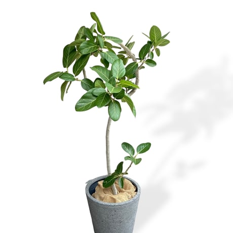 【お届け地域限定】フィカス　ベンガレンシス　 Ficus ”Benghalensis”
