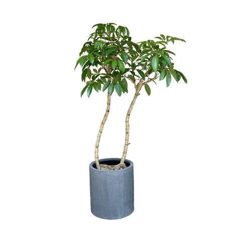 【お届け地域限定】ツピタンサス（シェフレラ・ピュックレリ）