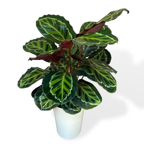 カラテア　メダリオン　Calathea Medallion