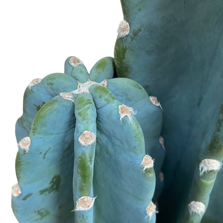 柱サボテン　鬼面角　Cereus"Repandus"