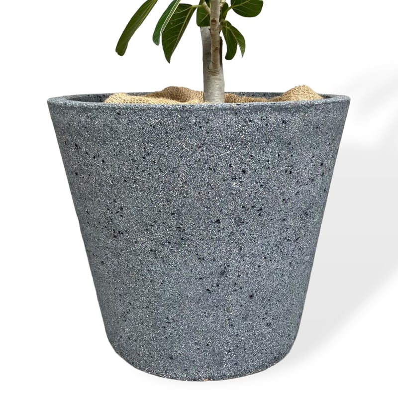 お届け地域限定】フィカス ベンガレンシス Ficus ”Benghalensis” | C