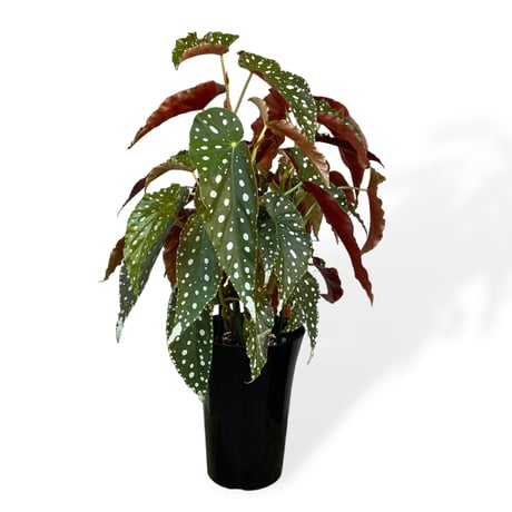 ベゴニア　ホクトシチセイ（北斗七星）　Begonia  ”Hokutoshichisei”