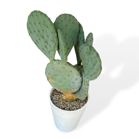 ウチワサボテン　ロブスタ(大丸盆)　Opuntia robusta