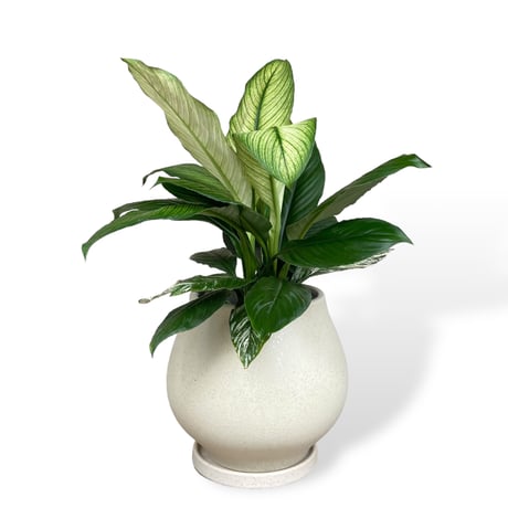 スパティフィラム　センセーション　バリエガータ　Spathiphyllum ”Sensation” Variagata