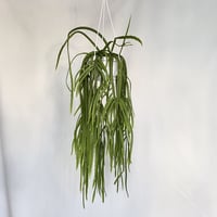 リプサリス　ホルビアーナ