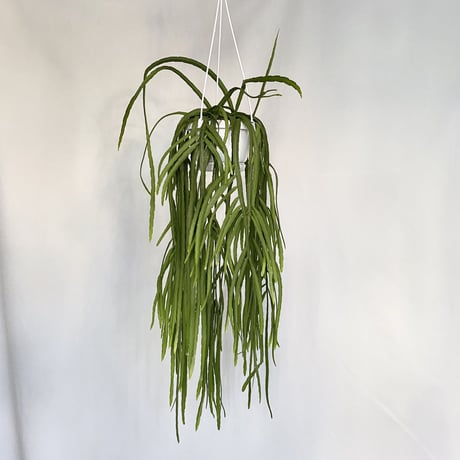 リプサリス　ホルビアーナ