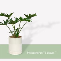 フィロデンドロン　セローム　Philodendron ”Selloum”