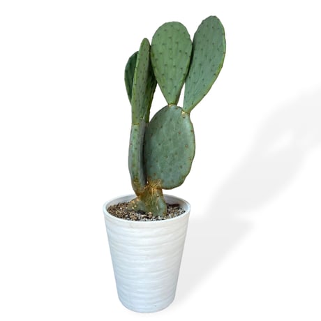 ウチワサボテン　ロブスタ(大丸盆)　Opuntia robusta