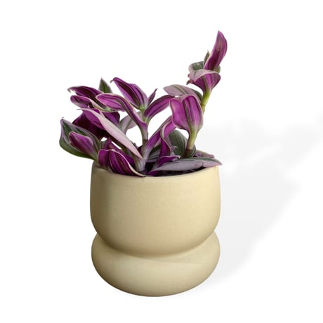 トラディスカンチア　Tradescantia