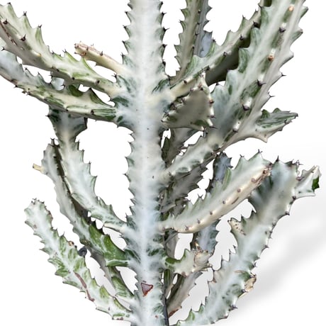 【お届け地域限定】ユーフォルビア　ホワイトゴースト　　Euphorbia lactea "White Ghost"