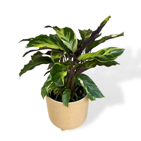 カラテア　ロウイサエ　タイビューティー　Calathea louisae  "Thai beauty"
