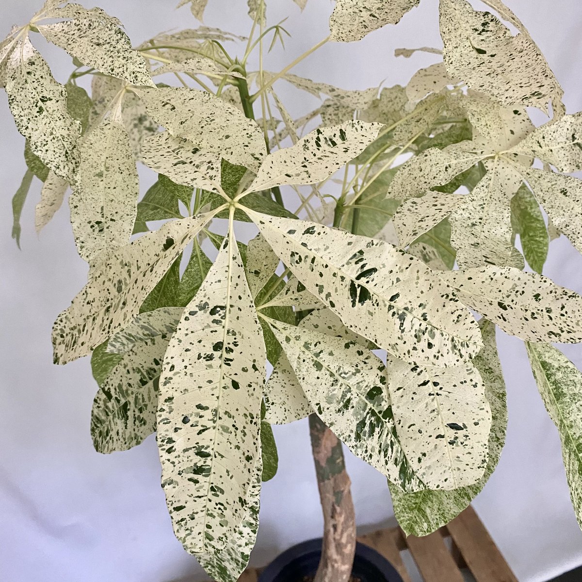 パキラ♪ 1点もの】観葉植物 パキラ ミルキーウェイ 8号｜PlantHunt