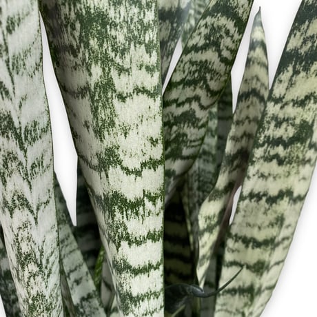 サンスベリア　ゼラニカ　Sansevieria "zeylanica"