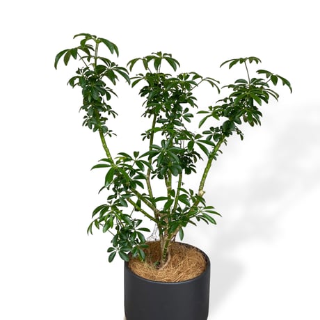 シェフレラ　コンパクタ　Schefflera arboricola 'Compacta'