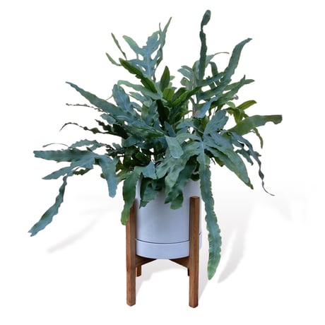 フレポディウム　オーレム　ブルースター　Phlebodium aureum  "Blue Star"