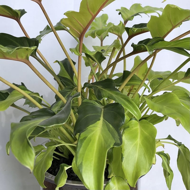 フィロデンドロン クッカバラ 斑入り | C STORE C