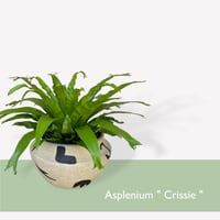 アスプレニウム　ニダス　クリーシー　Asplenium crissie