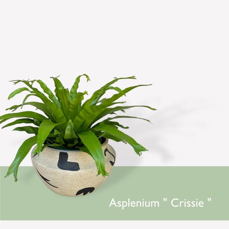 アスプレニウム　ニダス　クリーシー　Asplenium crissie