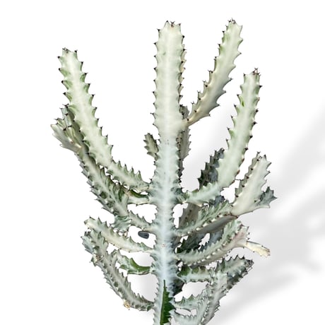 【お届け地域限定】ユーフォルビア　ホワイトゴースト　　Euphorbia lactea "White Ghost"