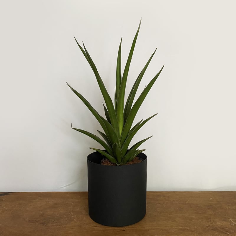 EMP サンセベリア スリ パトゥム Sri pathum / SA350 fit=scale-down,w=1200