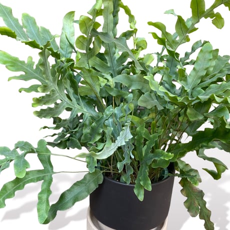 フレポディウム　オーレム　ブルースター　POT付　　Phlebodium aureum  "Blue Star"