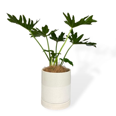 フィロデンドロン　セローム　Philodendron ”Selloum”