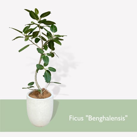 フィカス　ベンガレンシス　Ficus "benghalensis"