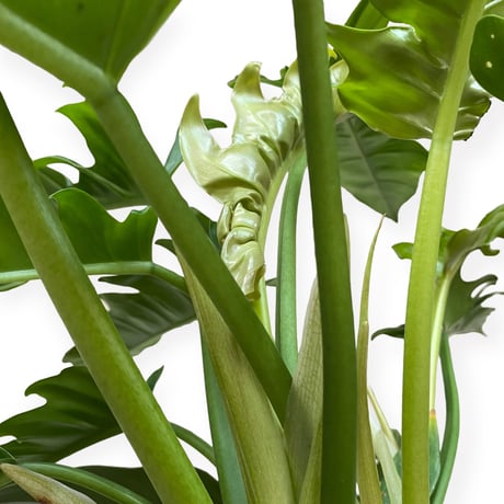 フィロデンドロン　ナロー　 Philodendron "Narrow"