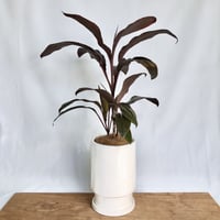 ドラセナ アイチアカ 陶器pot付き