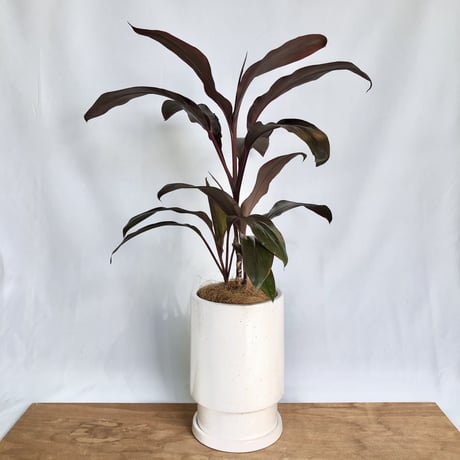 ドラセナ アイチアカ 陶器pot付き